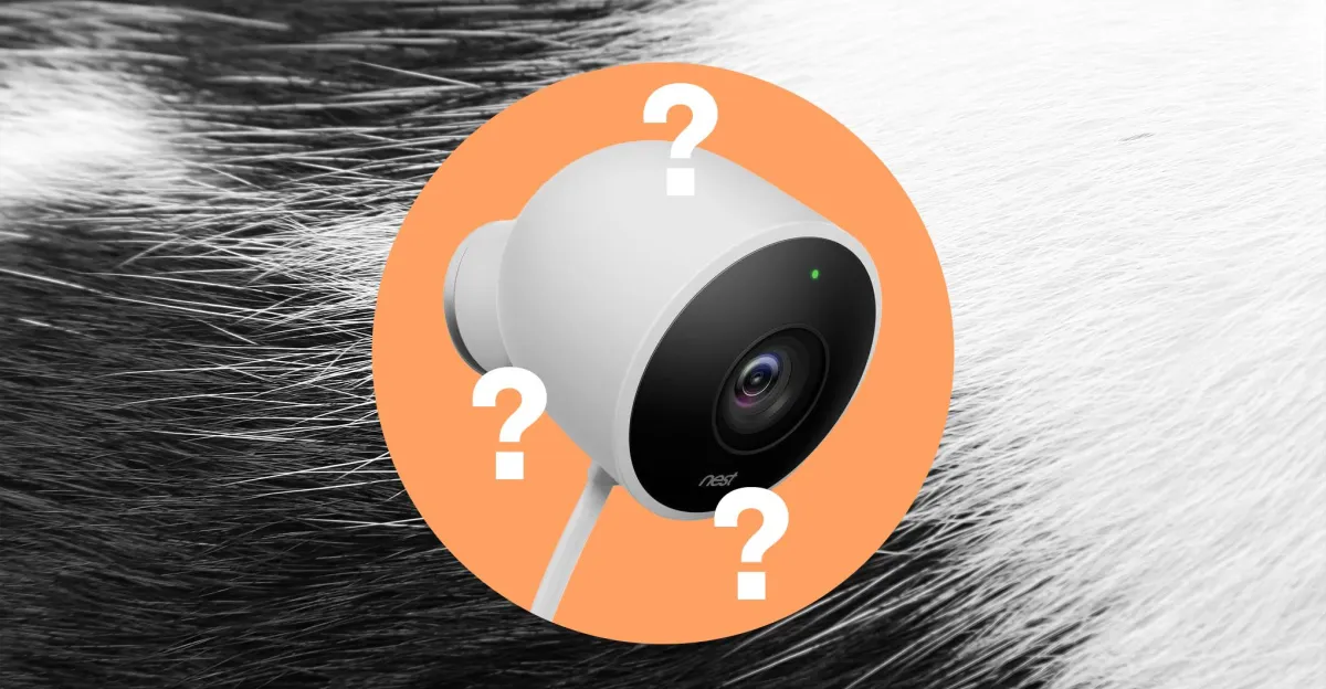 Tính năng Pet Memory của Google không nhận diện chính xác thú cưng